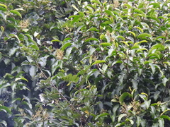 Geijera salicifolia, photograph (c) Samuel Frankel, some rights reserved (CC BY)