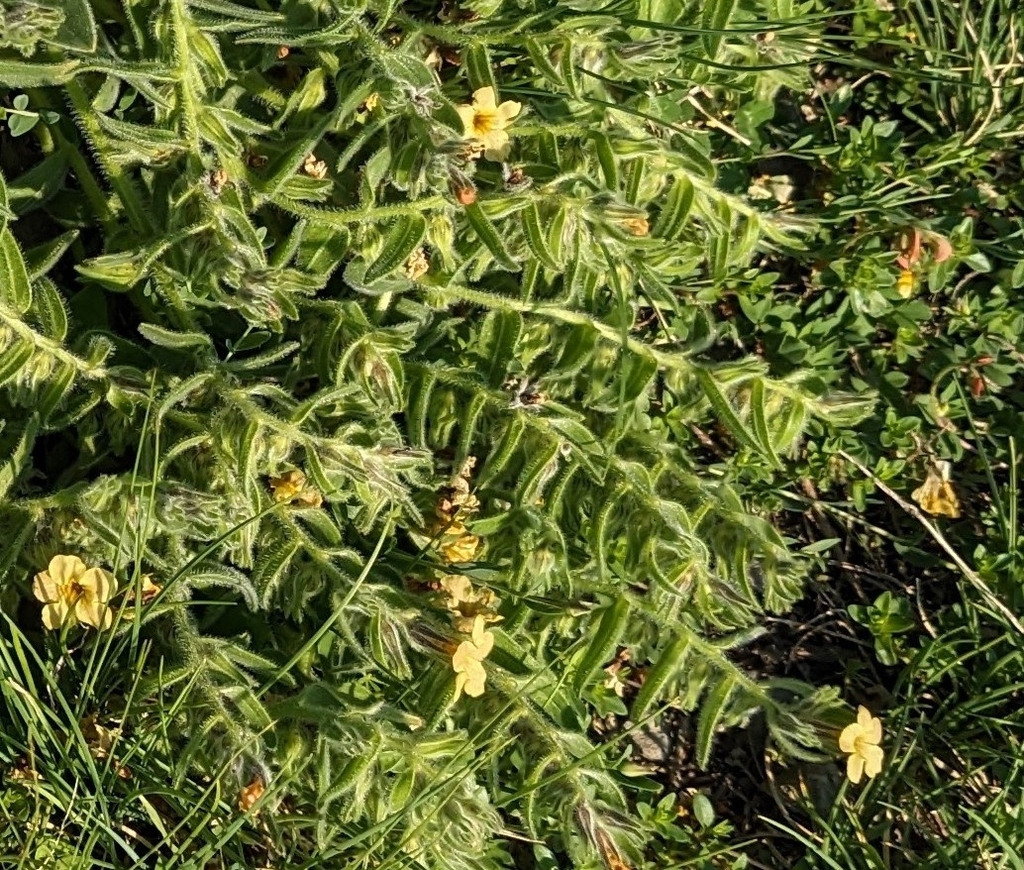 Hypericum taygeteum