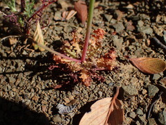 Malacothrix floccifera