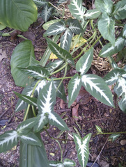 Syngonium wendlandii