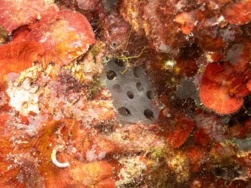 Éponge caverneuse grise