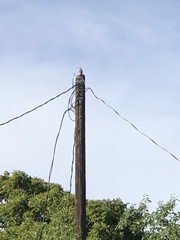 Toxostoma curvirostre