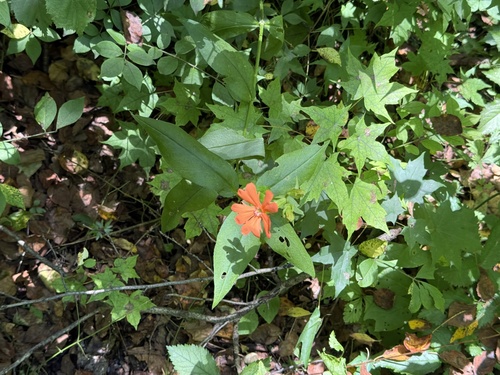 Silene cognata, photograph 5