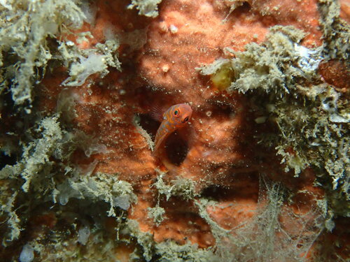 Trimma okinawae observed 2026-07-18