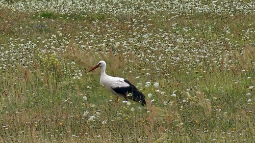 White Stork
