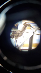 Tigrisoma