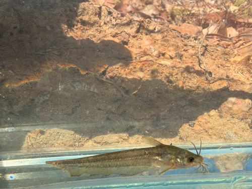 Rendahl's Catfish