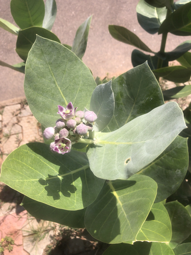 giant milkweed