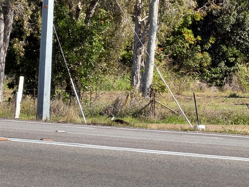 Straw-necked Ibis