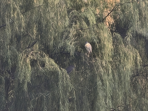 Black-crowned Night Heron