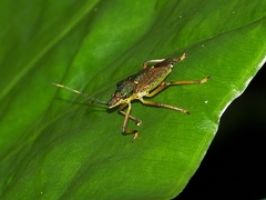 Dalpada maculata