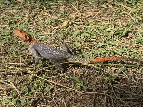 Namib Rock Agama