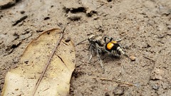 Traumatomutilla incerta