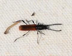 Ancylocera bicolor