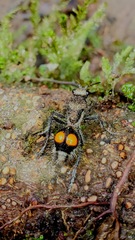 Traumatomutilla incerta