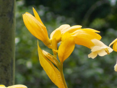 Petraeovitex bambusetorum
