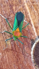 Stenoprasia bicolora