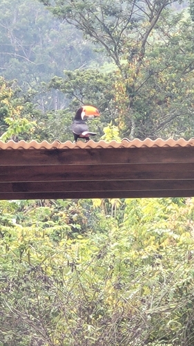 Toco Toucan