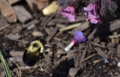 Bombus bimaculatus