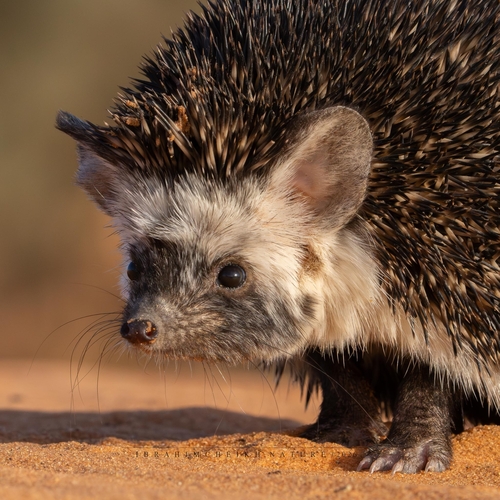 Desert Hedgehog