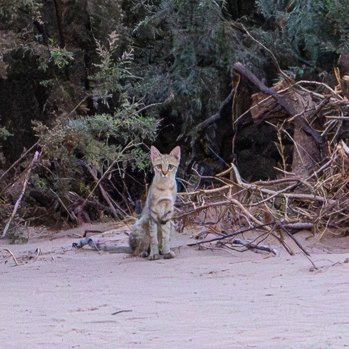 North African Wildcat