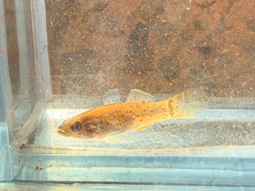 Northern Purple-spotted Gudgeon