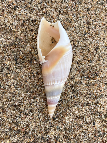 Bullia natalensis observed 2026-07-19