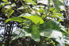 Piper auritum