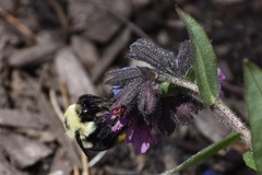 Bombus bimaculatus