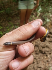 Diadophis punctatus stictogenys