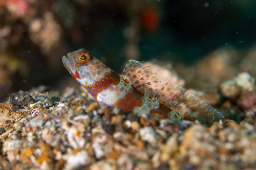 Amblyeleotris periophthalma observed 2026-07-17
