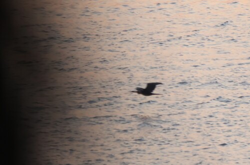 iNaturalist image