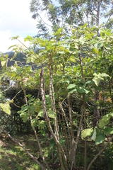 Piper auritum
