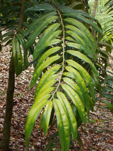 Diospyros argentea