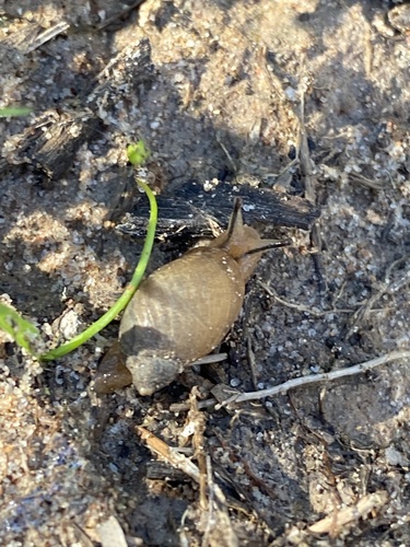 Succinea macgillivrayi, 2026-07-07