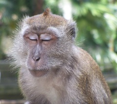 Macaca fascicularis