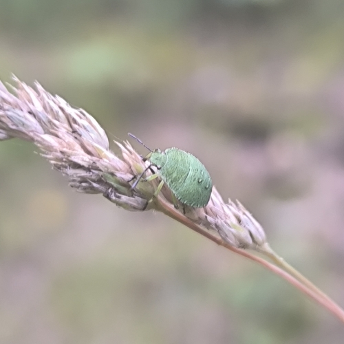 Green Shield Bug