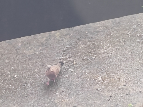 Spotted Dove