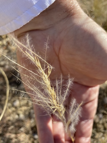 Stipagrostis uniplumis, 2026-07-19