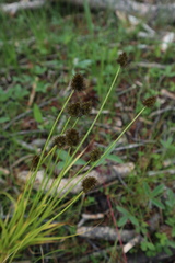 Carex microptera