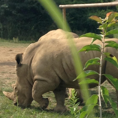 Ceratotherium