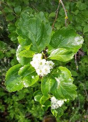 Crataegus gaylussacia