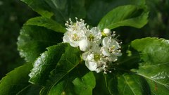 Crataegus gaylussacia