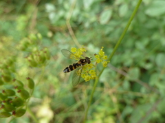 Meligramma triangulifera