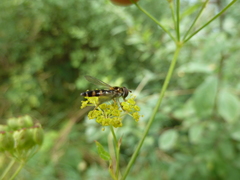 Meligramma triangulifera