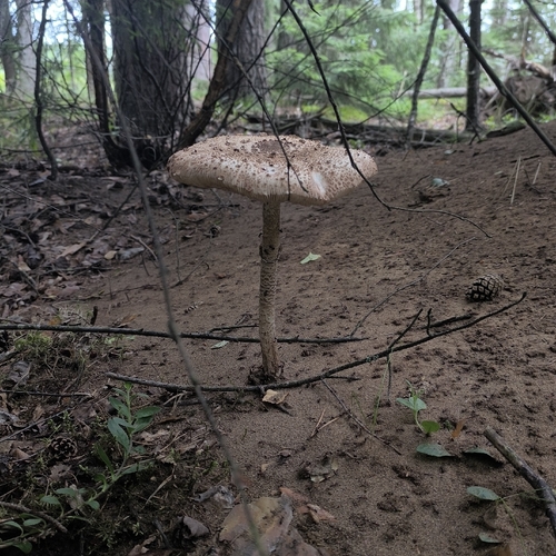 Parasol