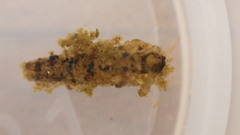 Ceraclea maculata