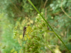 Meligramma triangulifera
