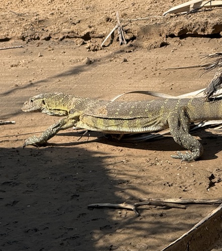 Nile Monitor
