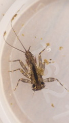 Stenacron interpunctatum